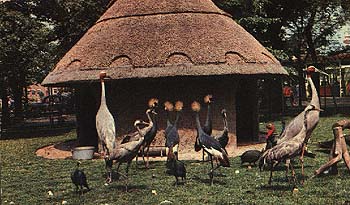 Crane Enclosure Robert Nicholls