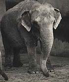 elephant  Ray
                  Chadwick