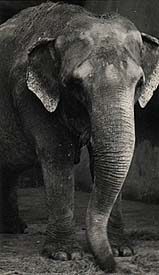 Elephants
                   Ray Chadwick