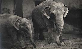 Elephants  Ray
                  Chadwick