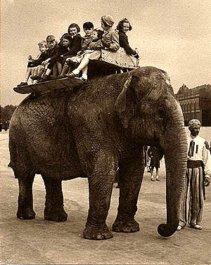 Elephant Ride 
                  Ray Chadwick