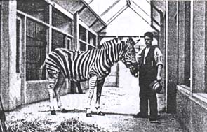 Zebra inside Paddock David Barnaby