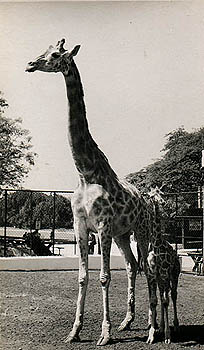 Giraffe 
                    Ray Chadwick
