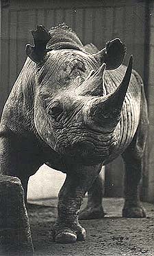Rhino  Ray
                  Chadwick